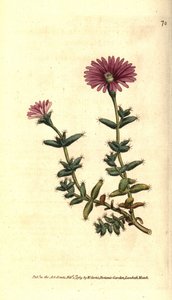 Mesembryanthemum barbarum door Sydenham Teast Edwards