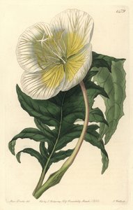 Variëteit van teunisbloem - Witte rechtopstaande teunisbloem, Oenothera anisoloba door Sydenham Teast Edwards