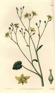 Ornduffia reniformis