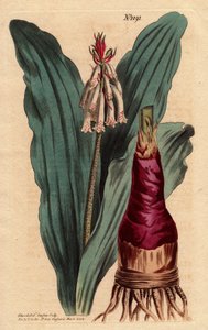 Veltheimia heeft glaucus blad, een mooie lelie uit de Kaap de Goede Hoop (Zuid-Afrika). Glaucous leaved veltheimia, een mooie lelie uit de Kaap de Goede Hoop. Veltheimia glauca. Handgekleurde kopergravure naar een botanische illustratie