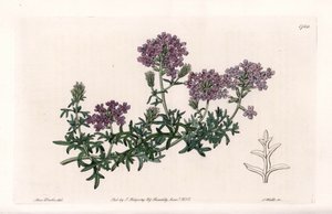 Verbena multifide door Sydenham Teast Edwards