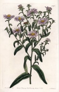Virginia Aster of Oogster - Plaat gegraveerd door S.Watts, uit een illustratie van Sarah Anne Drake, uit het Botanical Register van Sydenham Edwards, Engeland