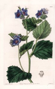 Viskeuze Phacelia door Sydenham Teast Edwards
