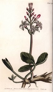 Watertrefle of menyanthes watertrefle. Gekleurde kopergravure, illustratie door Sydenham Edwards voor Conferences of Botanical, Botanical Garden of Lambeth door Sydenham Teast Edwards