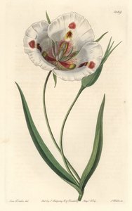 Witbloemige calochorte (mariposa), inheems in Californië door Sydenham Teast Edwards