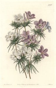 Witte en paarse Leptosiphon