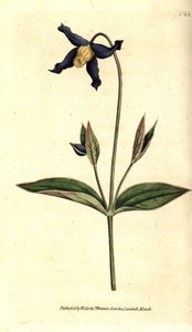 Clematis integrifolia door Sydenham Teast Edwards