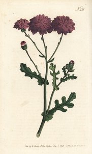 Wilde cineraria - uit William Curtis
