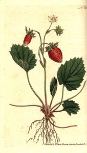 Wilde aardbei, Fragaria vesca door Sydenham Teast Edwards