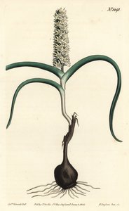 Wurmbea monopetala, uit het Botanical Magazine door Sydenham Teast Edwards
