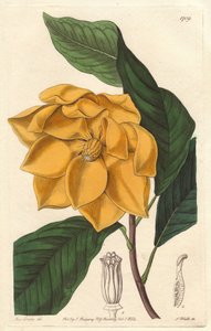 Geelbloemige Magnolia, afkomstig uit Java (Indonesië) - Sterk water door S. Watts uit een illustratie van Sarah Anne Drake (1803-1857), uit het Botanical Register
