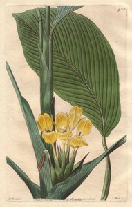 Gele-bloemige calathea, inheems in Brazilië - S. Watts sterke water uit een illustratie door M. Mart, uit het Botanical Register