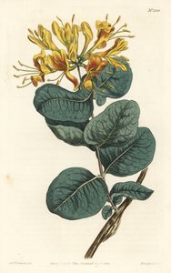 Geelbloemige kamperfoelie, uit het Botanical Magazine door Sydenham Teast Edwards