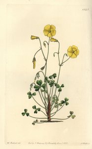 Gele klaverzuring, Oxalis micrantha door Sydenham Teast Edwards