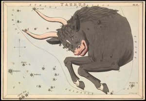 Stier, ca. 1825