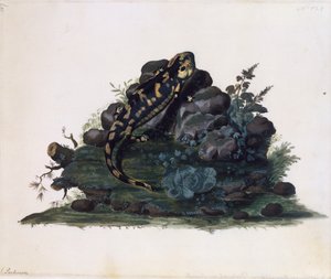 Salamander, aquarel door Sidney Parkinson (ca. 1745-1771), VK