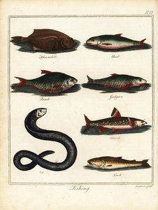 Vissen: bot, kopvoorn, voorn, bermpje, beekridder, paling, modderkruiper. 1792 door T. Prattent