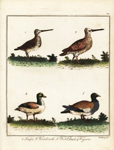 Wildvogels: watersnip, houtsnip, wilde eend en smient. 1792 (gravure) door T. Prattent
