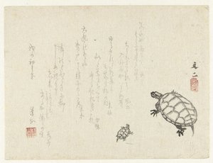 Twee schildpadden