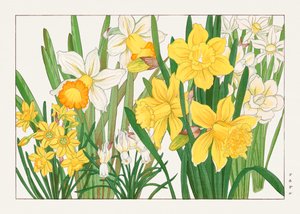 Narcis van "Seiyou Sokazufu".