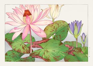 Nymphaea lotus van "Seiyou Sokazufu
