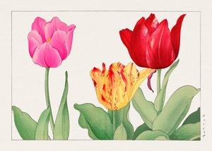 Tulp van "Seiyou Sokazufu".
