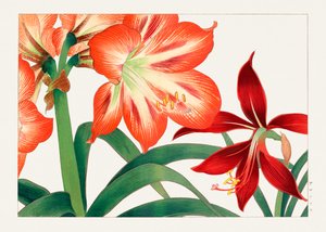 Vintage amaryllisbloem van "Seiyou Sokazufu".