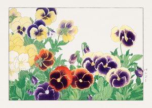 Vintage viooltjesbloem van "Seiyou Sokazufu".