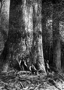 Reusachtige eucalyptus, Australië, 1886