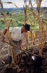 Benigno Marin, een boer, werkt op een veld in Colombia