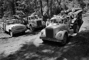 Vrachtwagens voor houtkap in een bos dat wordt geoogst in Oregon