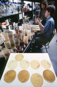 Promovendus aan de Universiteit van Illinois bestudeert recombinant DNA in de bibliotheek door Ted Spiegel