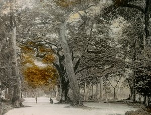 Eeuwenoude bomen in Shimogamo Park, Kyoto, circa 1900 - 1915 (foto) door Teijiro Takagi