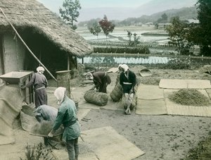 Boeren die rijst winnen aan de rand van rijstvelden in Japan, circa 1900 - 1915 (foto)