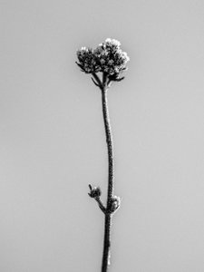 Te midden van de Bloemen 16, 2021 door Teis Albers