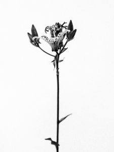Te midden van de bloemen 19, 2021 door Teis Albers