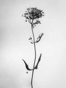 Te midden van de Bloemen 21 door Teis Albers