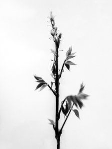 Te midden van de bloemen 32, 2021 door Teis Albers