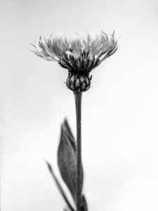 Te midden van de bloemen 38, 2021 door Teis Albers