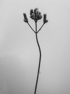 Te midden van de bloemen 3, 2021 door Teis Albers
