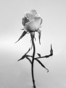 Te midden van de bloemen 40 door Teis Albers