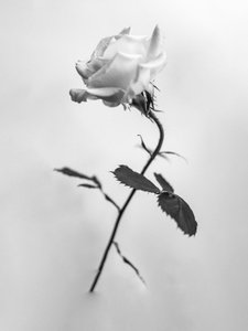Te midden van de bloemen 41, 2021 door Teis Albers