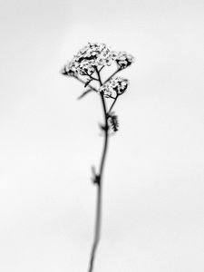 Te midden van de bloemen 47 door Teis Albers