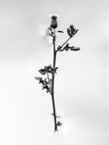 Te midden van de bloemen 48 door Teis Albers