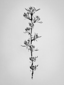 Te midden van de bloemen 59 door Teis Albers