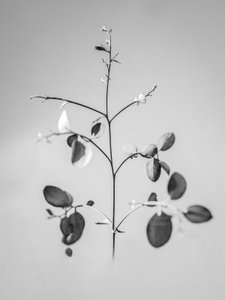Te midden van de Bloemen 60 door Teis Albers