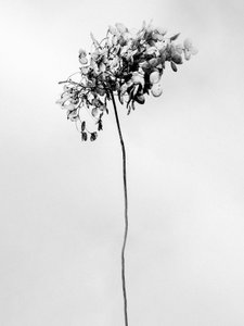 Te midden van de Bloemen 78, 2021 door Teis Albers