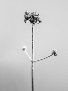 Te midden van de bloemen 7 door Teis Albers