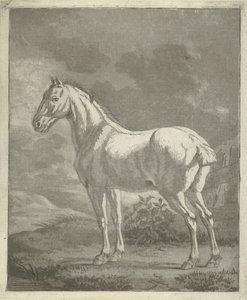Schimmel in een wei
