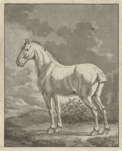 Schimmel in een wei